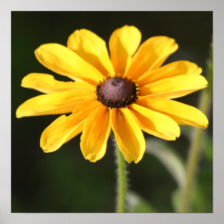Poster Rudbeckia Daisy
