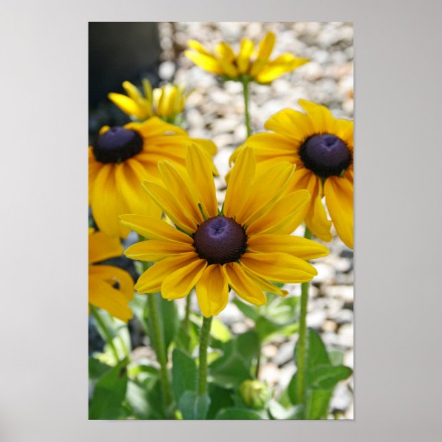 Poster "Rudbeckia Rising" (Devant)