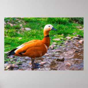 Poster Ruddy Duck