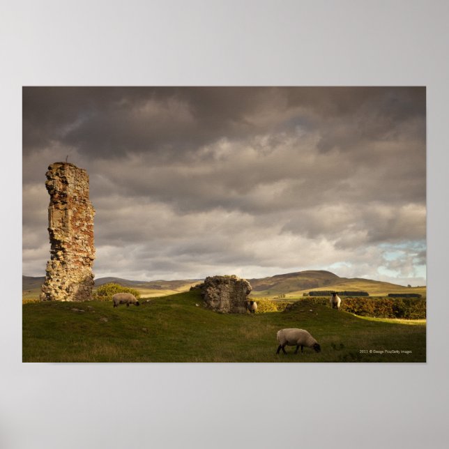 Poster Ruines Du Château De Cessford Avec Pâturage De Mou (Devant)