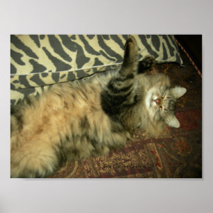 Poster Rum Tum in repose