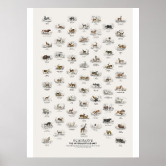 Poster Ruminants - Bibliothèque du naturaliste