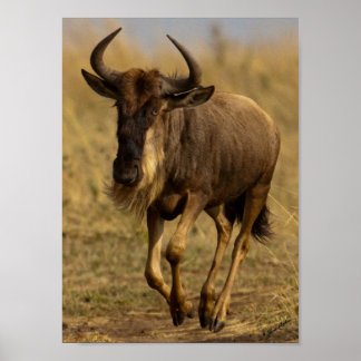 Poster Running Wildebeest