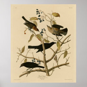 Poster Rusty Grakle (Grackle) Audubon's Birds of America