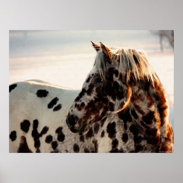 Poster Rusty the Appaloosa (Devant)