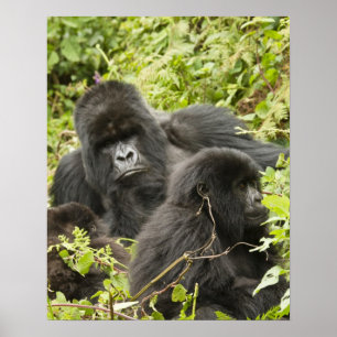 Poster Rwanda, Volcanoes National Park