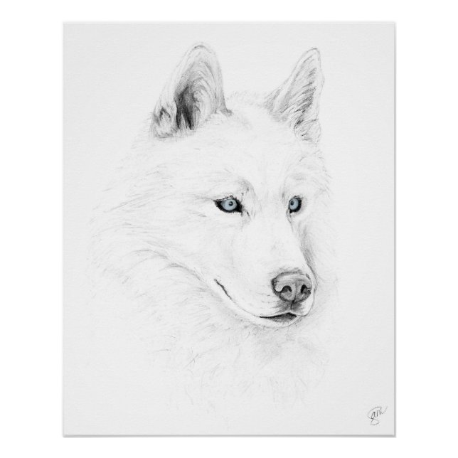 Poster Saber A Siberian Husky Drawing Art Blue Eyes (Devant)