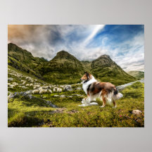 Sable Rough Collie et agneau élevage mouton -