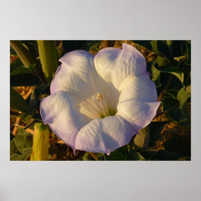 Poster Sacré Fleur sauvage du désert des fleurs de Datura (Devant)