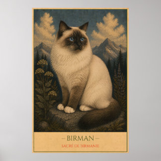 Poster Sacred Grace: Birman Cat