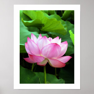 Poster Sacred Lotus : Japon