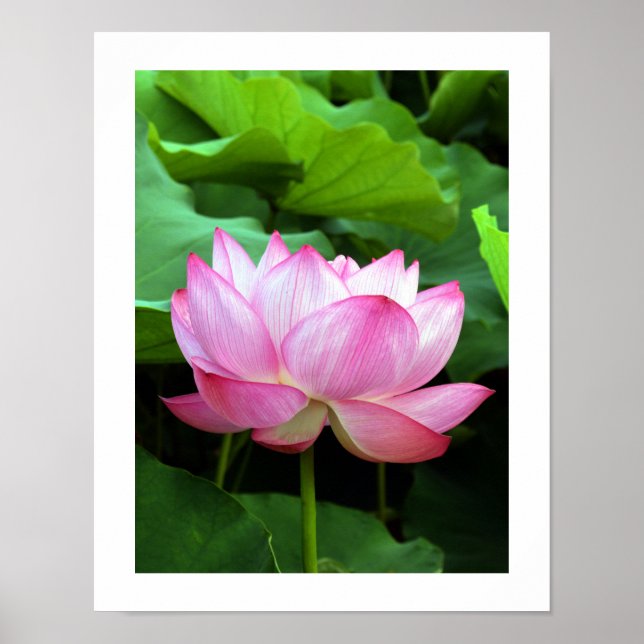 Poster Sacred Lotus : Japon (Devant)
