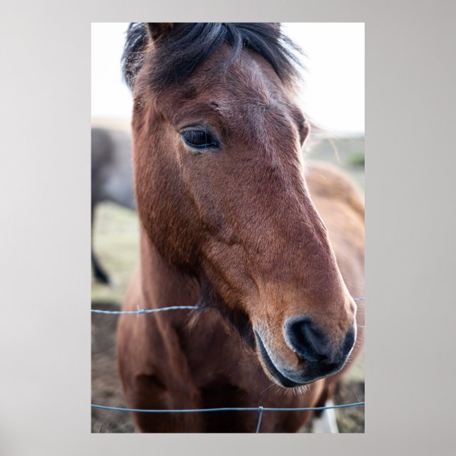 POSTER SAD HORSE (Devant)