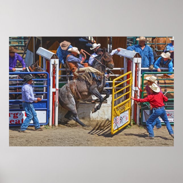 Poster Saddle Bronc Breaking Out of Rodeo Chute w Cowboy (Devant)