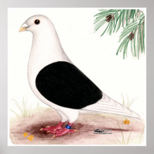 Poster Saddle Homer Pigeon