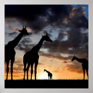 Poster safari au coucher du soleil girafe sauvage silhoue