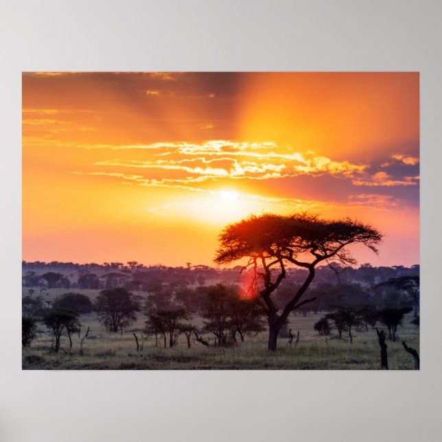 Poster Safari dans le Parc National du Serengeti (Devant)