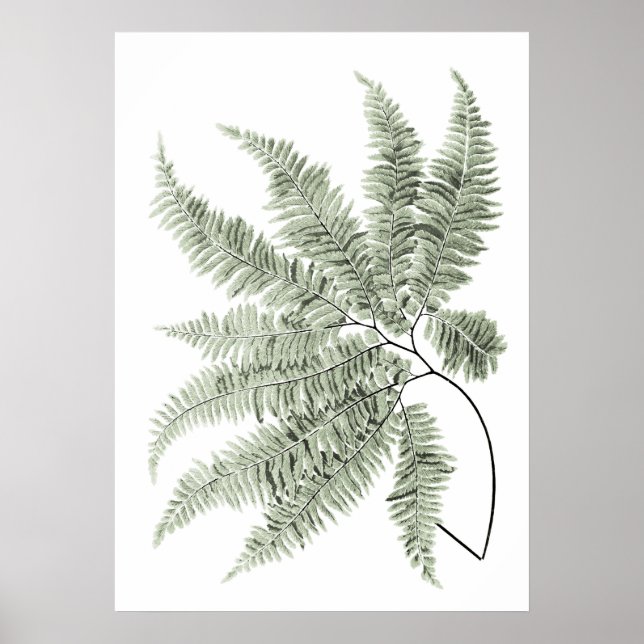 Poster Sage Green Decor Fern Leaf Imprimer no 5 (Devant)
