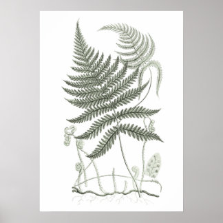 Poster Sage Green Fern Imprimer no 9 Botanique Wall Art