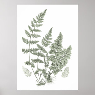 Poster Sage Green Wall Art Fern Imprimer no 11 Décor