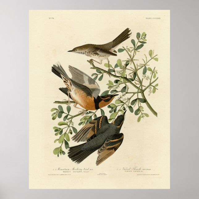 Poster Sage Thrasher and Varied Thrush, Audubon's Birds (Devant)