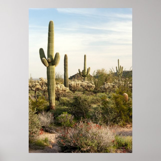 Poster Saguaro Cactus, Arizona, USA (Devant)