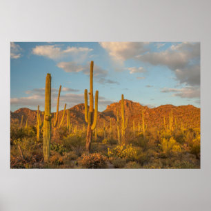 Poster Saguaro cactus at sunset
