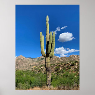 Poster Saguaro Cactus Blue Skies Arizona Photo