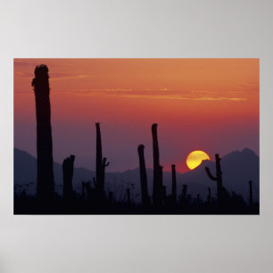 Poster Saguaro Cactus Carnegiea gigantea), coucher du sol