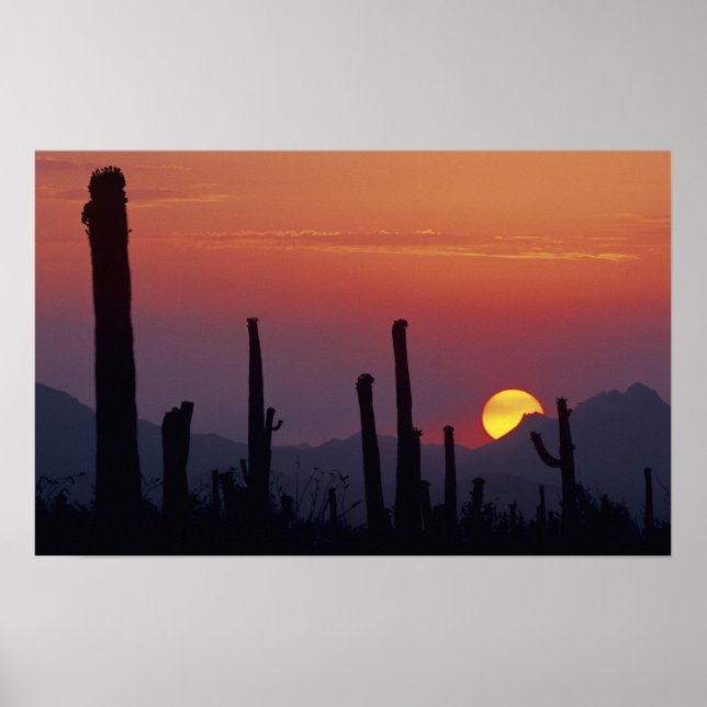 Poster Saguaro Cactus Carnegiea gigantea), coucher du sol (Devant)
