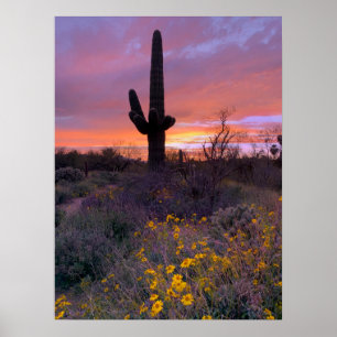 Poster Saguaro Cactus coucher de soleil Arizona Photo