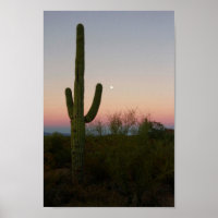 Saguaro Cactus coucher de soleil Arizona Photo