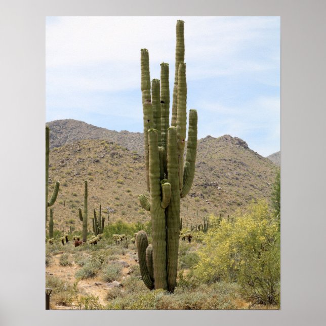 Poster Saguaro Cactus dans le désert de l'Arizona Couleur (Devant)