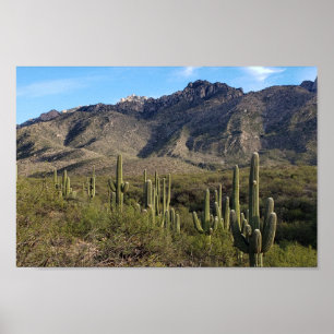 Poster Saguaro Cactus et Catalina Mountains, Tucson AZ