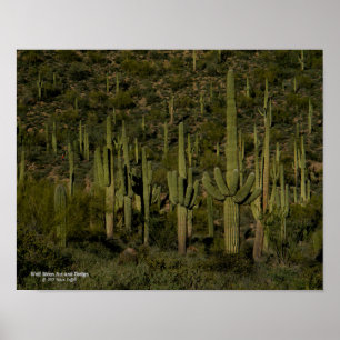 Poster Saguaro Cactus Forêt Sonoran Désert Arizona
