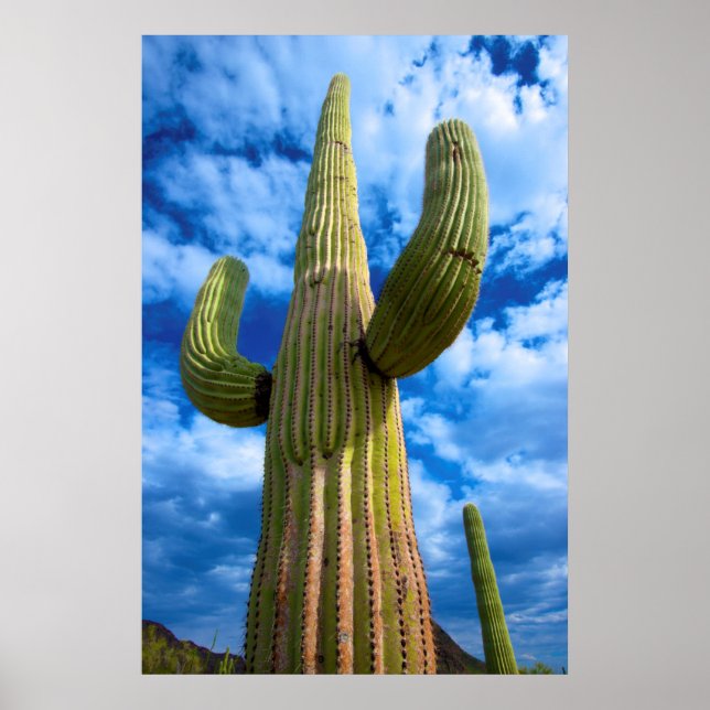 Poster Saguaro cactus portrait, Arizona (Devant)