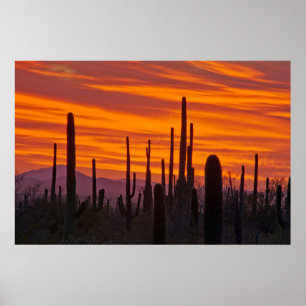 Poster Saguaro, coucher de soleil, Parc national de Sagua