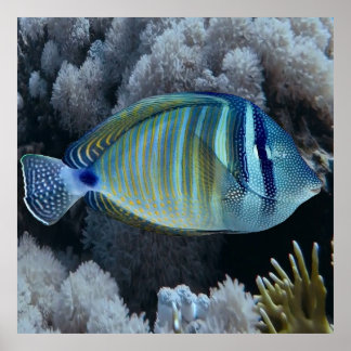 Poster Sailfin Tang