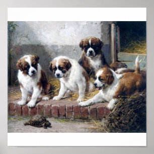 Poster Saint Bernard puppies and turtle