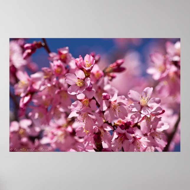 Poster Sakura Cerry Blossoms Baisés Par Le Soleil (Devant)