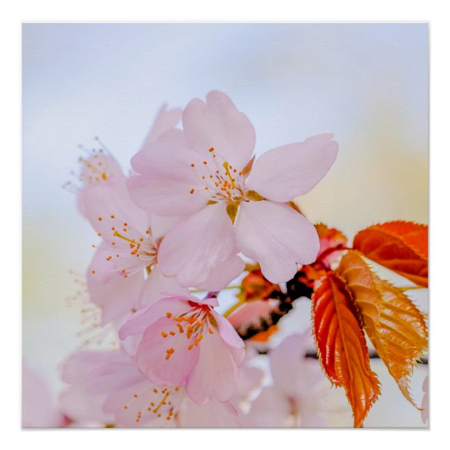 Poster Sakura - Fleur de cerisier japonaise (Devant)