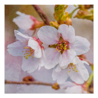 Sakura - Fleur de cerisier japonaise