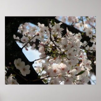 Poster Sakura (fleurs de cerisiers)