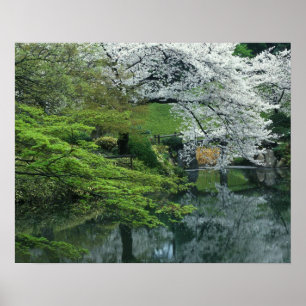 Poster Sakura, jardin Koishikawa Koraku-en, Tokyo,