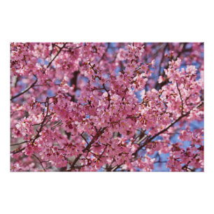 Poster Sakura Pink Cherry Blossom Sky