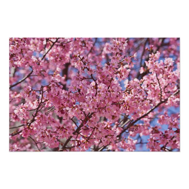 Poster Sakura Pink Cherry Blossom Sky (Devant)