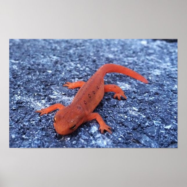 Poster Salamander (Devant)