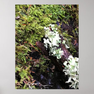 Poster Salamander Caché Sous Le Journal, Washington