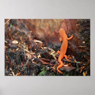 Poster Salamander orange