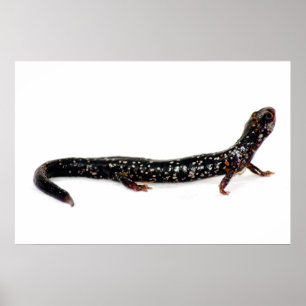 Poster salamandre repérée de copie de l'Amérique du Nord